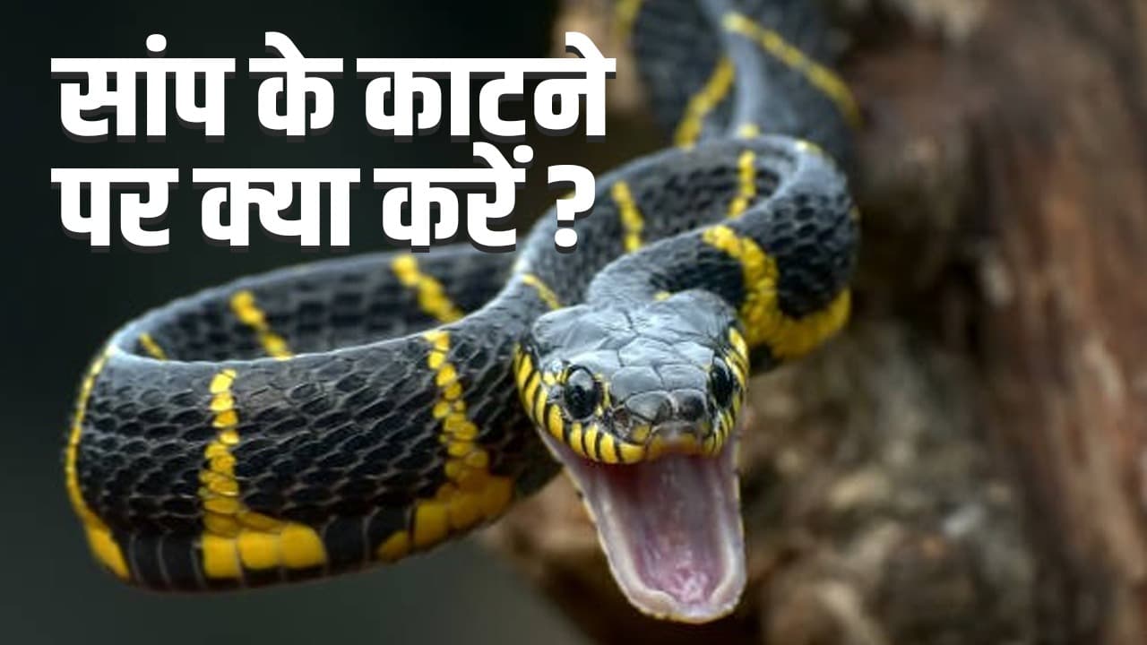 Snake Bite Remedies: सांप के काटने पर क्या करें और क्या न करें, यहां है पूरी जानकारी