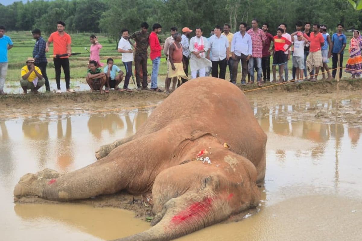 Jharkhand News: खेत में मिली मृत हथिनी, हार्ट अटैक से मौत की आशंका, ग्रामीणों में दहशत