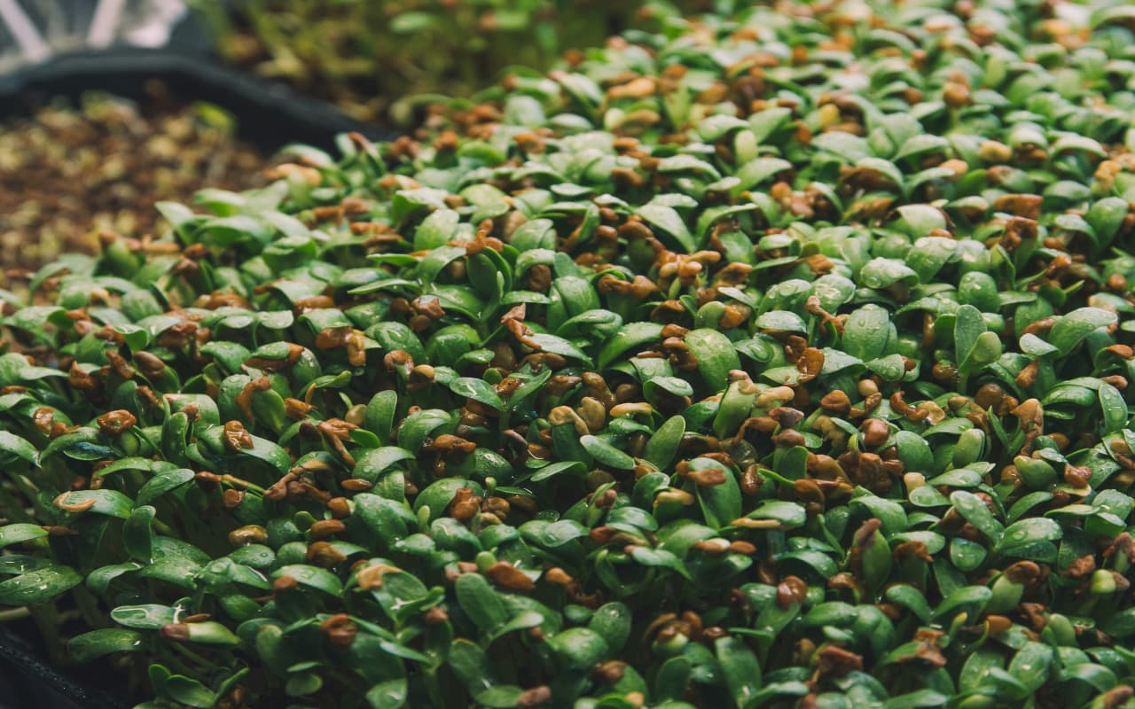 सुबह एक ग्लास पी लें इस चीज का पानी, शरीर को होंगे गजब के फायदे