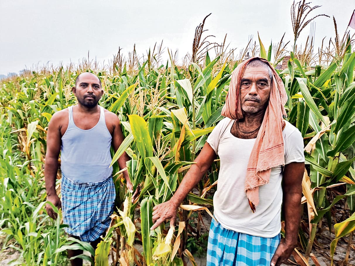 मक्के में नहीं आया दाना, चिंता में किसान