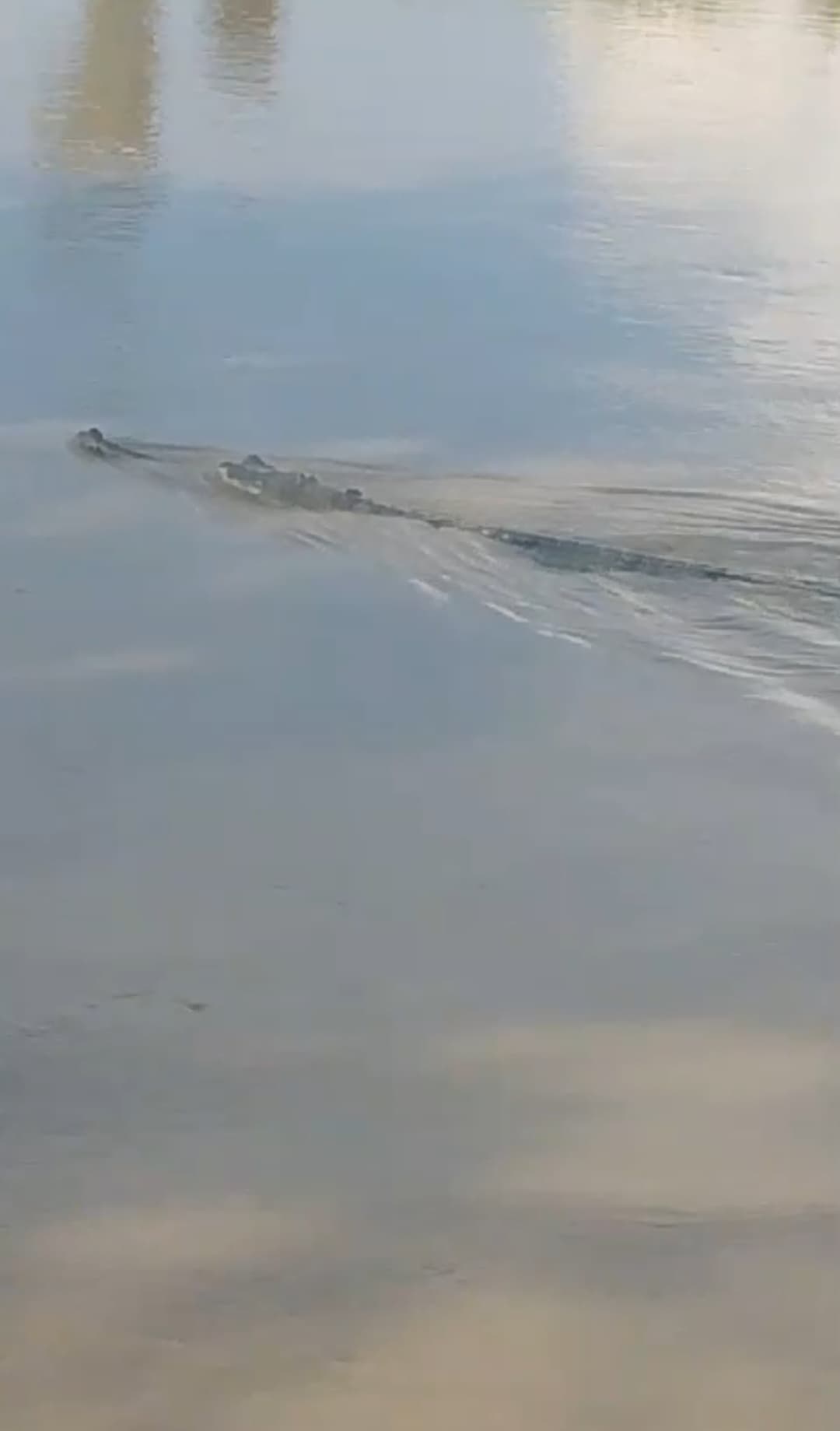 कमला नदी में नजर आया मगरमच्छ, क्षेत्रवासियों में दहशत