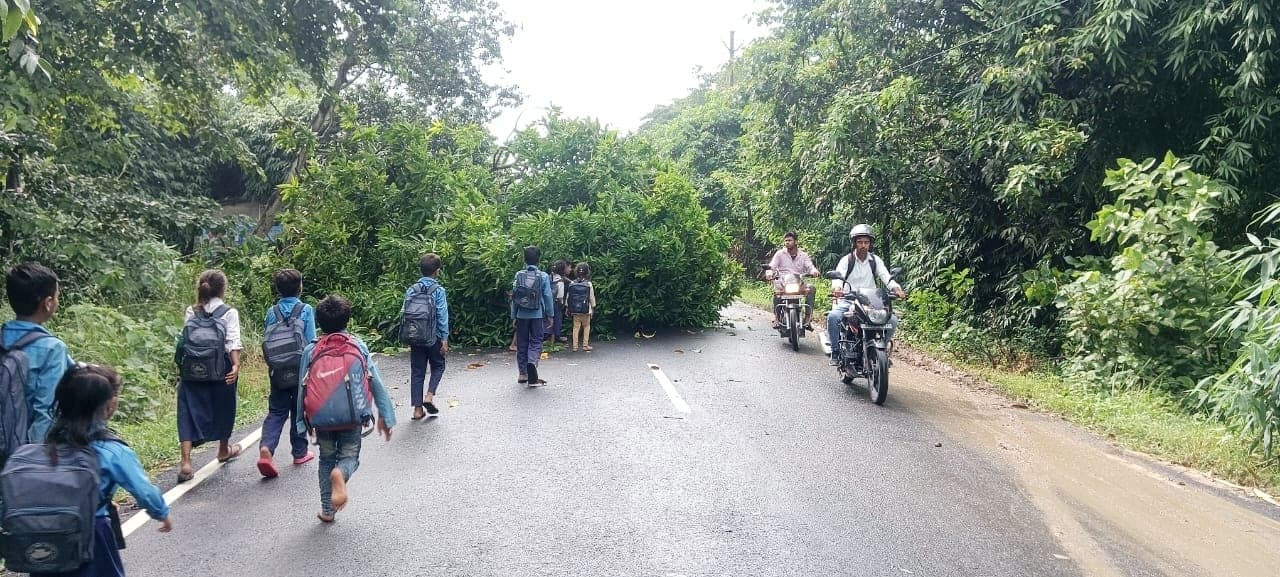 आंधी में बीच सड़क पर गिरा आम का पेड़, आवागमन बाधित