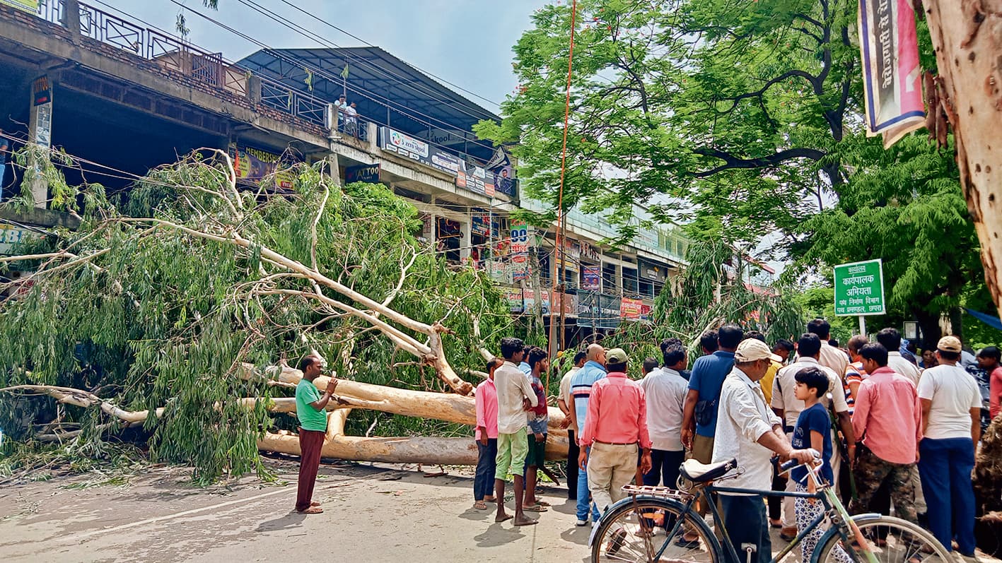 बरसात के बाद डाकबंगला रोड में गिरा पेड़, चपेट में आने से दो राहगीर जख्मी