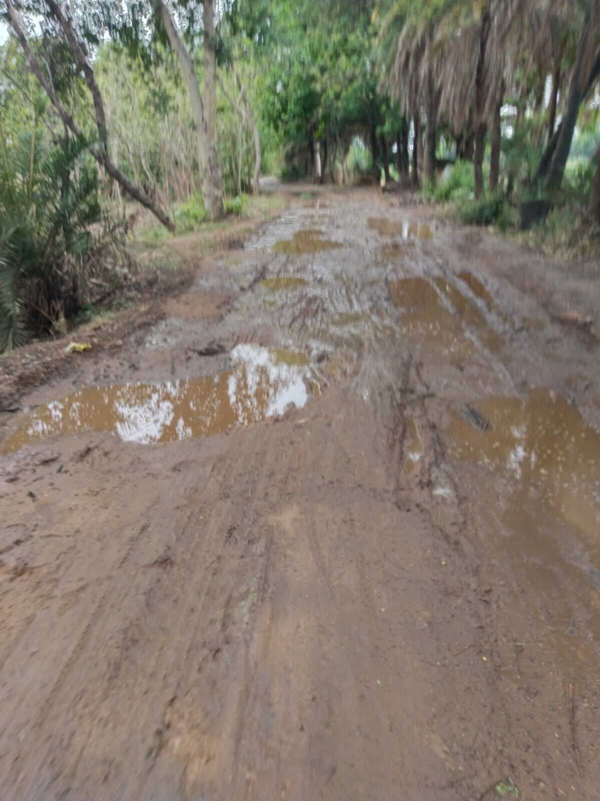 डंगरा-हेमजापुर सड़क पर पैदल चलना भी मुश्किल भरा काम
