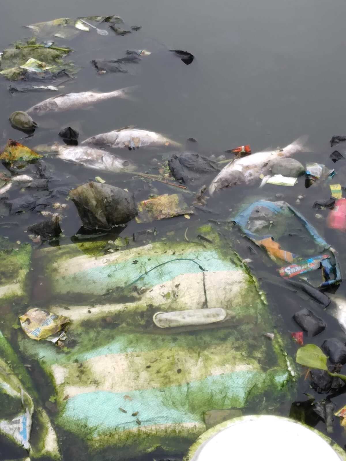 अंधरी पोखर में गंदे पानी का बहाव, मर गयी हजारों मछलियां