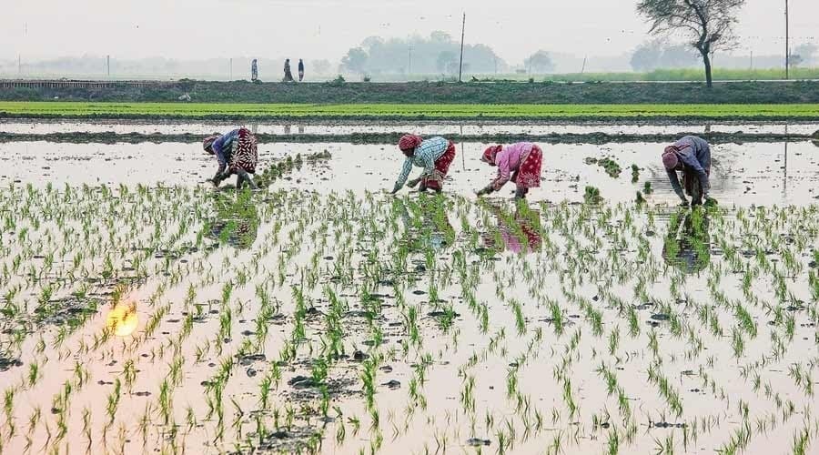 बारिश ने बुझाई खेतों की प्यास तो बंध गई किसानों की आस
