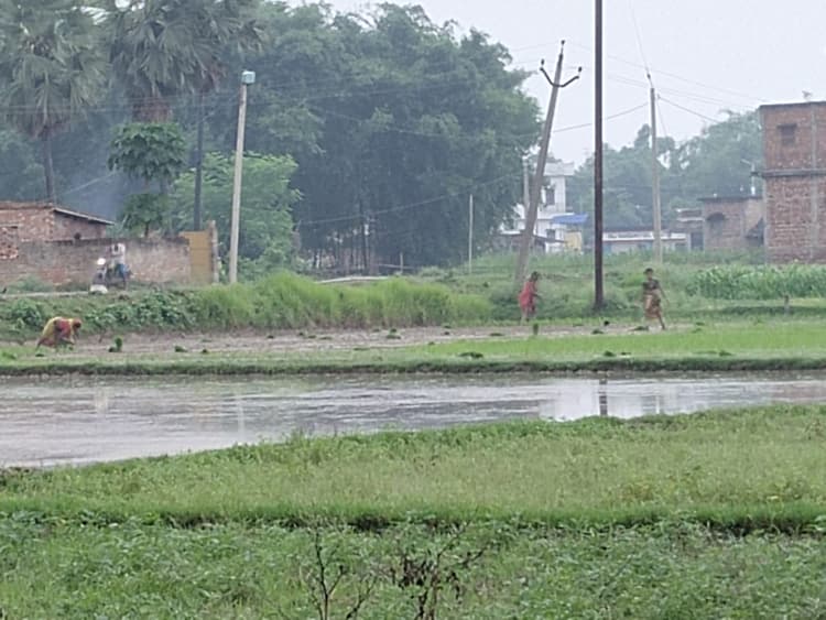 बारिश शुरू होने के बाद किसानों ने शुरू कर दी धान की रोपाई