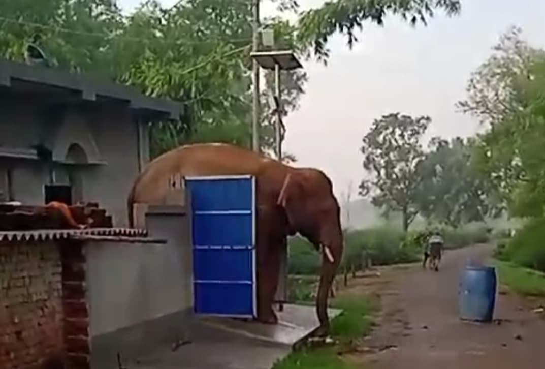 घर में हाथी, सड़क पर लोग