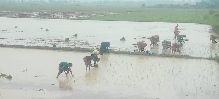 मानसून की बारिश के साथ सिंघिया में शुरु हुई धनरोपनी
