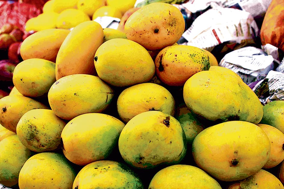 बंगाल के मालदा आम के निर्यात पर असर