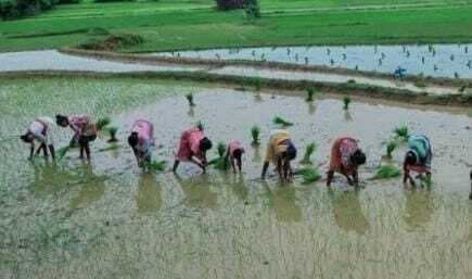 हफ्ते भर से हो रही बारिश से खेतों में बढ़ी चहलकदमी, किसानों ने शुरू की धनरोपनी
