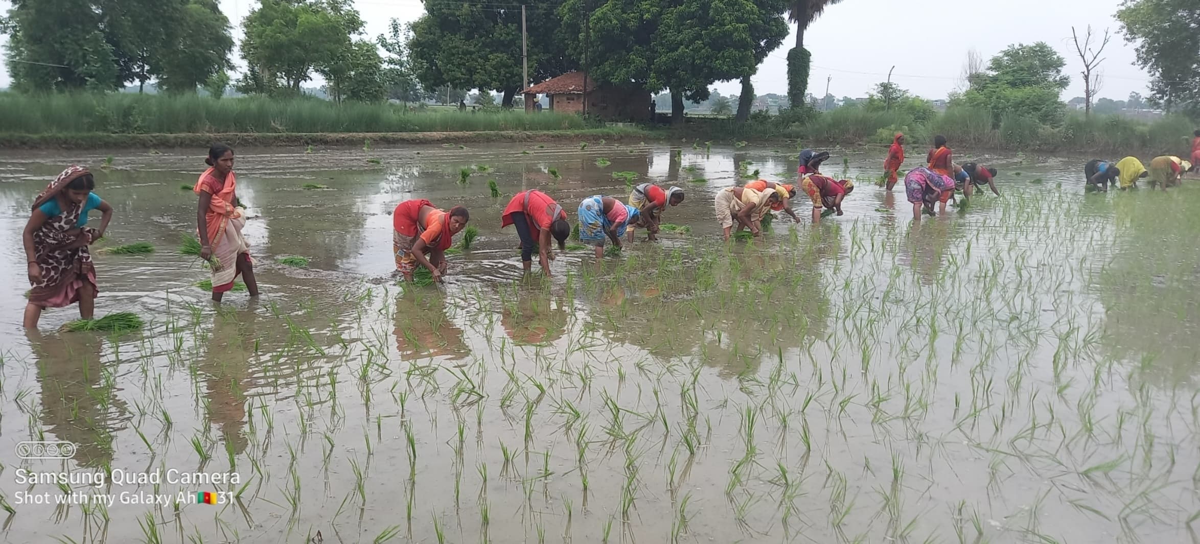 शुरू हुई धान की रोपनी, रोहण नक्षत्र में डाला गया था बिचड़ा