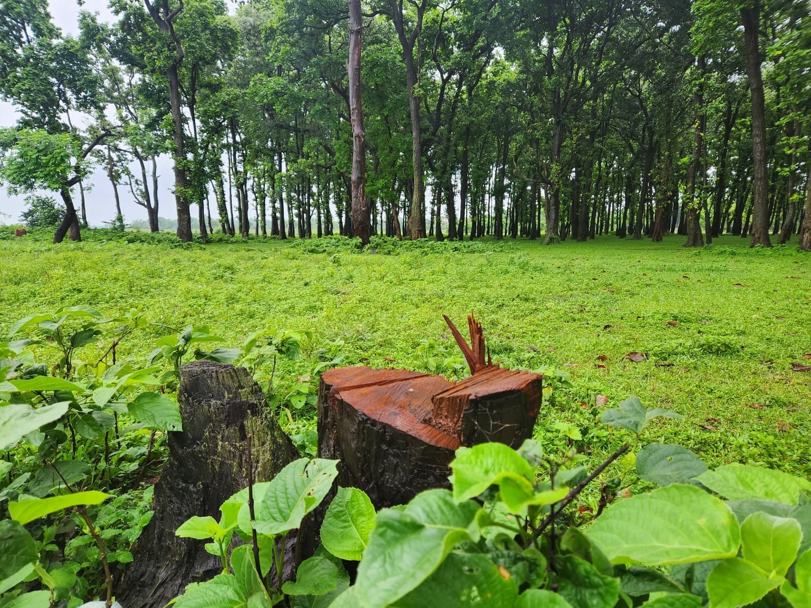 सुखानी थाना व एसएसबी कैँप के निकट स्थित सखुआ बगान से पेड़ों की अवैध कटाई जारी, प्रशासन बेखबर