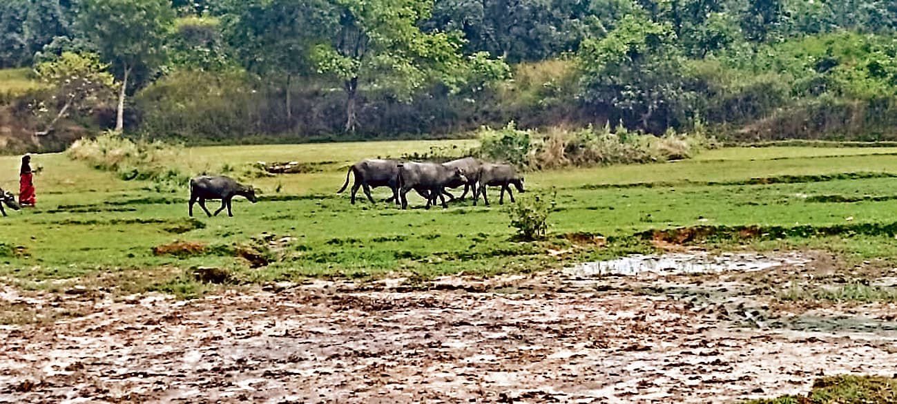 खेतों में फैक्ट्री से निकल कर बह रहे केमिकल से बर्बाद हो रही है फसल, किसान परेशान