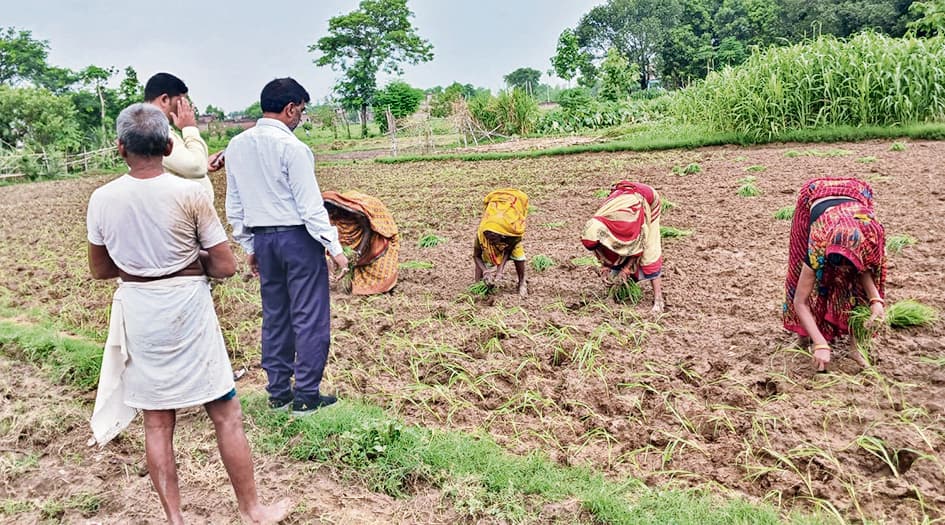 चार दशक बाद फिर लौटा मोटे अनाज का दौर, मडुआ की हुई खेती
