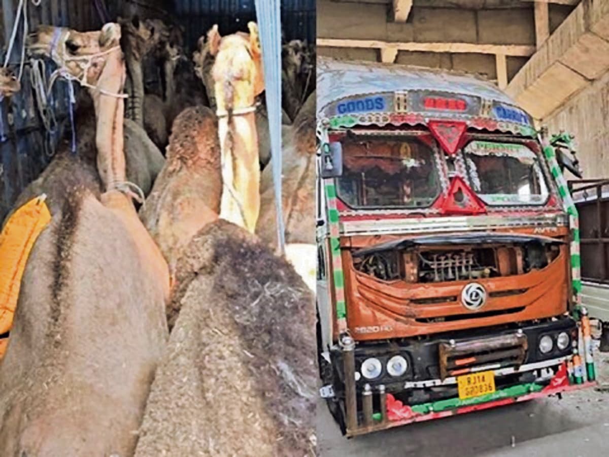 ऊंटों की तस्करी के मामले में करप्शन, चौकीदार समेत तीन के खिलाफ एफआइआर की गयी दर्ज