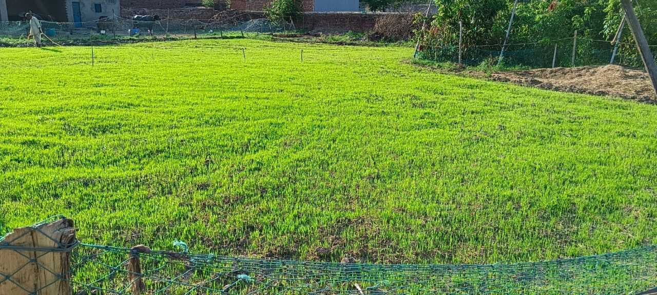 मॉनसून के बेरुखी से किसानों की बढ़ी चिंता
