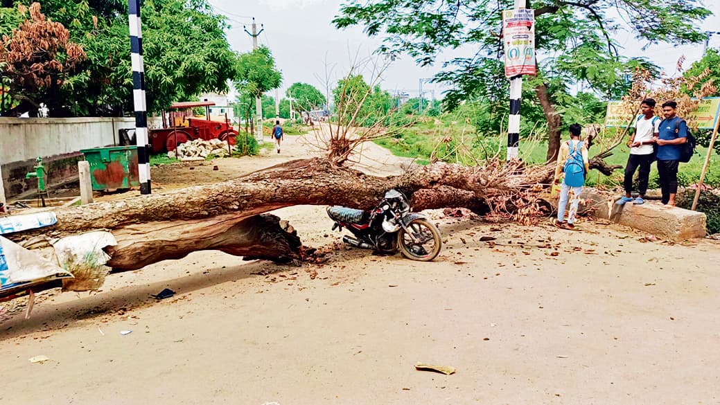 बाइक पर सूखा पेड़ गिरने से किशोर की मौत, दो घायल