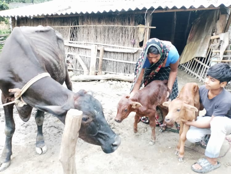 गाय ने दो बछड़े को दिया जन्म, दोनों स्वस्थ, लोगों की लगी भीड़