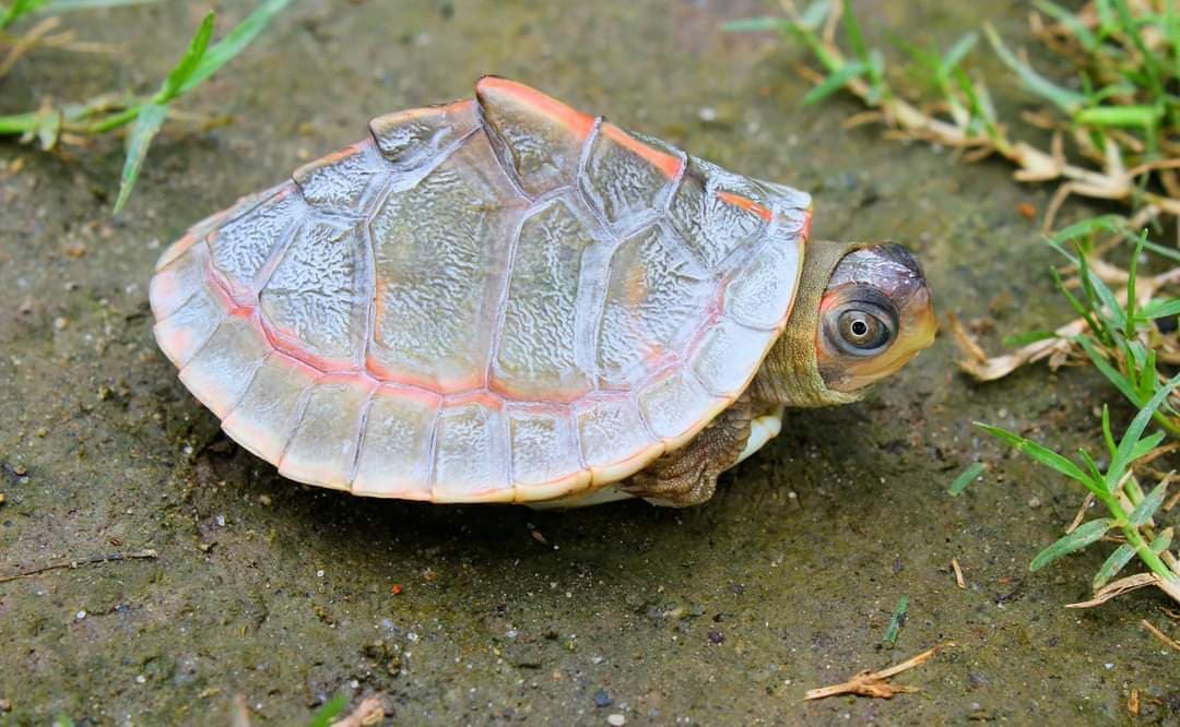 9 आरडी पुल के समीप मिला दुर्लभ प्रजाति का कछुआ