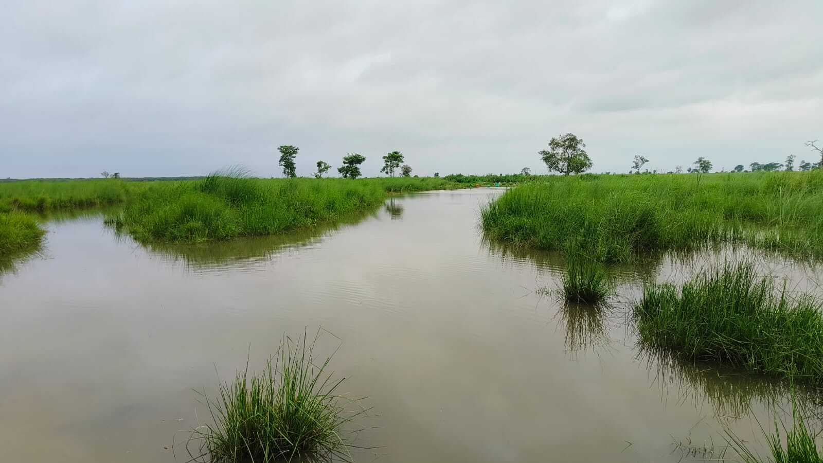 वीटीआर के जंगल में घुसा गंडक नदी के बाढ़ का पानी, ऊंचे स्थानों की ओर पलायन कर रहे वन्यजीव