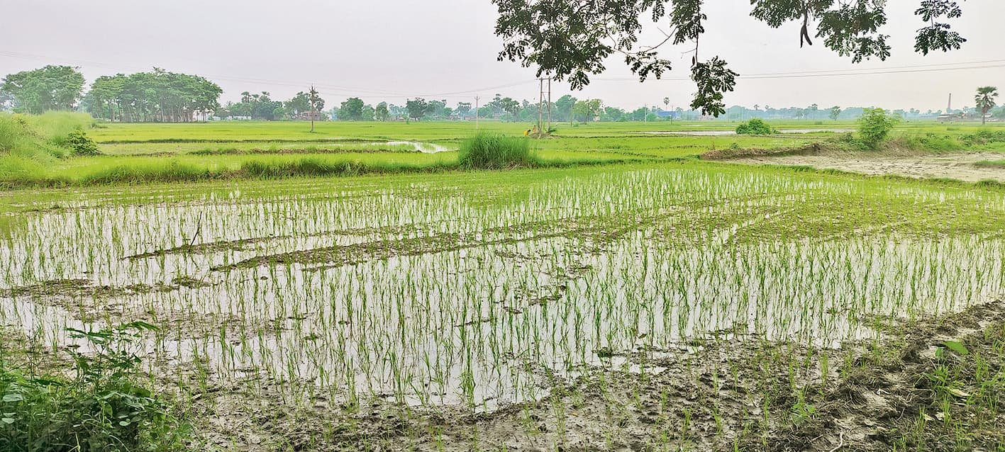 किसानों ने युद्ध स्तर पर शुरू की धान की रोपनी
