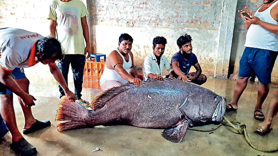 दीघा : दो क्विंटल भोला मछली की हुई नीलामी