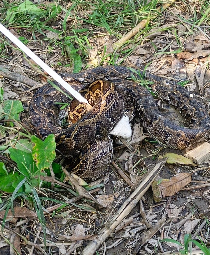 वीटीआर से भटककर रिहायशी क्षेत्र में पहुंचा विशालकाय अजगर, रेस्क्यू