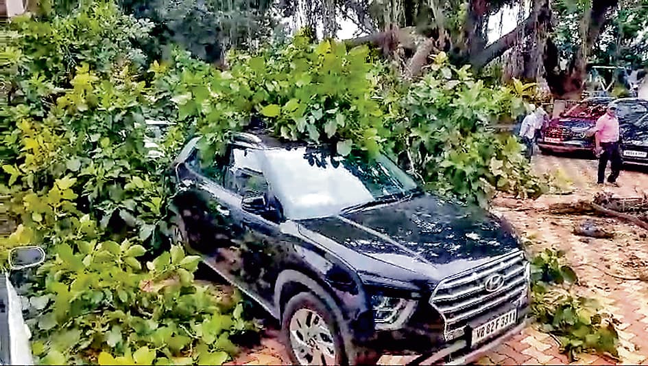 पुरुलिया नगरपालिका परिसर में पेड़ की डाल टूटी, कई वाहन क्षतिग्रस्त