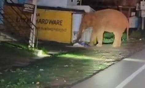 झुंड से बिछड़ा हाथी रात में पहुंचा बगोदर बाजार, लोगों में दहशत