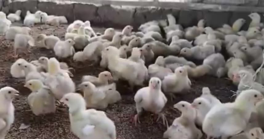 आज से राज्य पोल्ट्री फार्म संगठन की बेमियादी हड़ताल