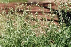 विदबिहार में उगे पार्थेनियम बने सिरदर्द, ग्रामीणों में रोष