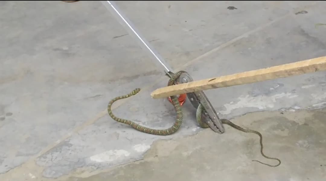 निकाला वन सुंदरी सांप, भयातुर हुए लोग