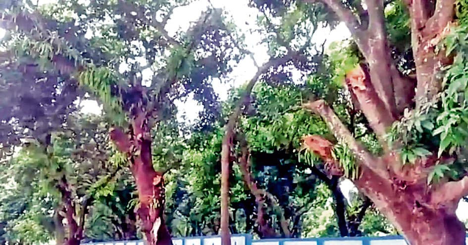 नदिया में मनमाने तरीके से काट दी गयीं पेड़ों की टहनियां