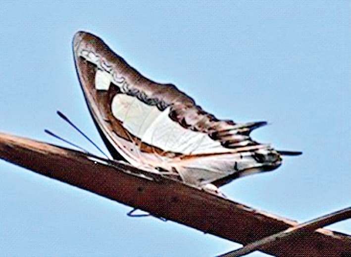 Rare Species of Butterflies in Ranchi : संत जेवियर्स कॉलेज के विद्यार्थियों को मिलीं दुर्लभ प्रजाति की तितलियां