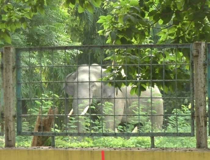 राजगांगपुर : डालमिया कॉलोनी में घुसे हाथी को 17 घंटे बाद जंगल में खदेड़ा