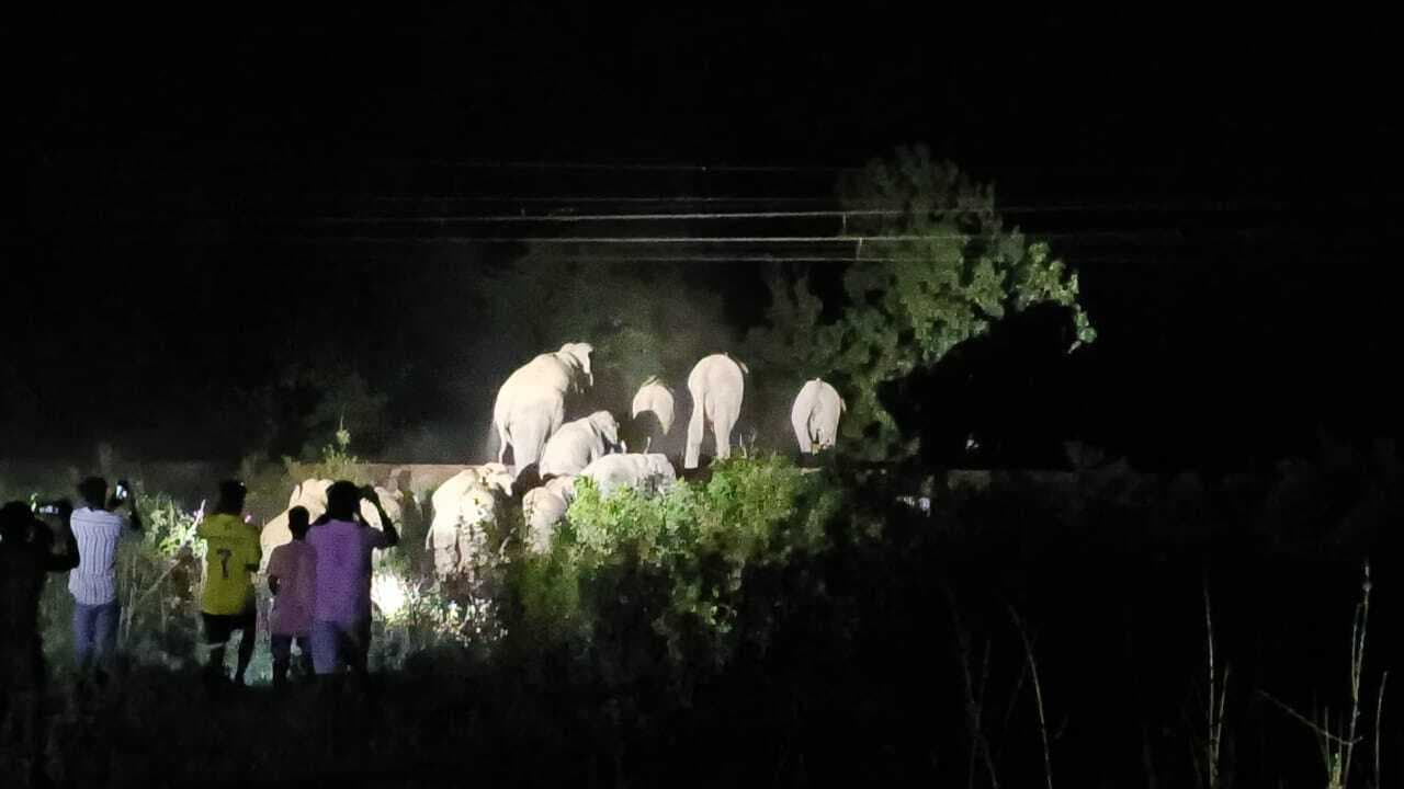 बंडामुंडा में घुसा 18 हाथियों का झुंड, देर रात तक दहशत में रहे लोग