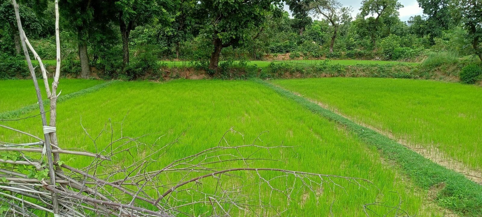 जुलाई में अच्छी बारिश के बीच धूप से बिचड़े बचाने का संकट, मोटे अनाज की खेती लगभग संपन्न