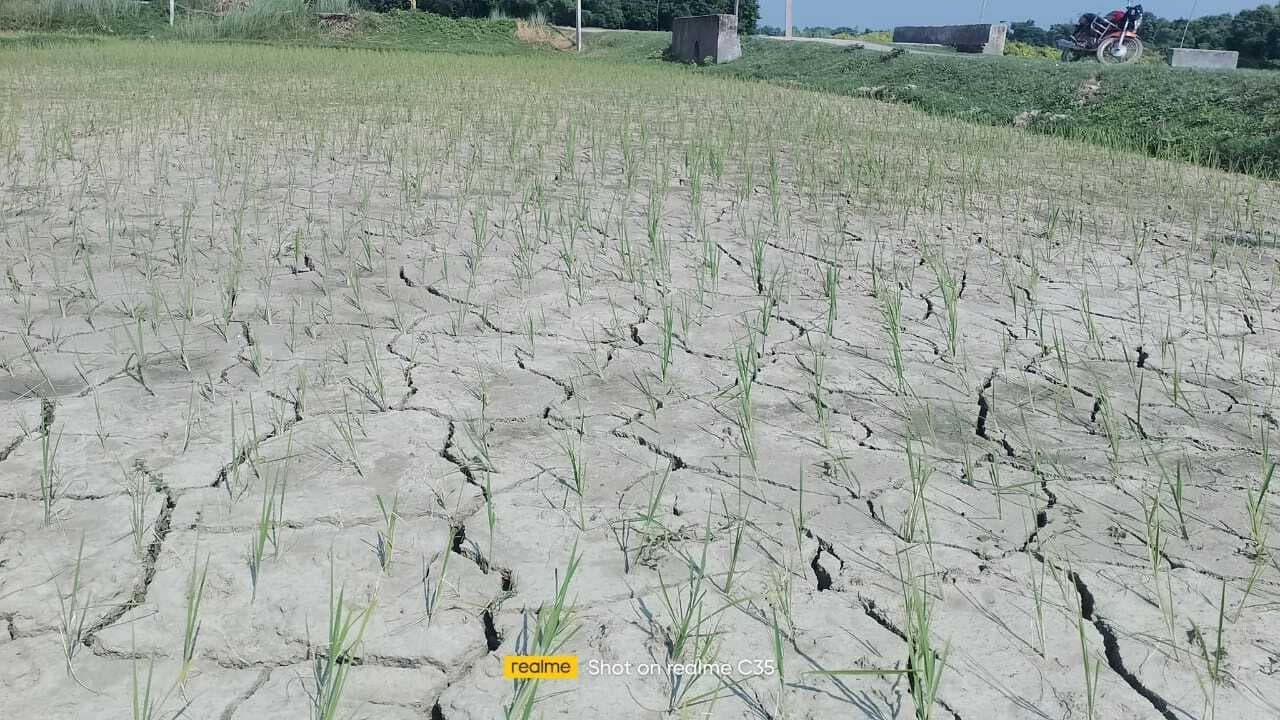 धान की रोपनी की लागत भी डूब जाने की किसानों को सताने लगी चिंता