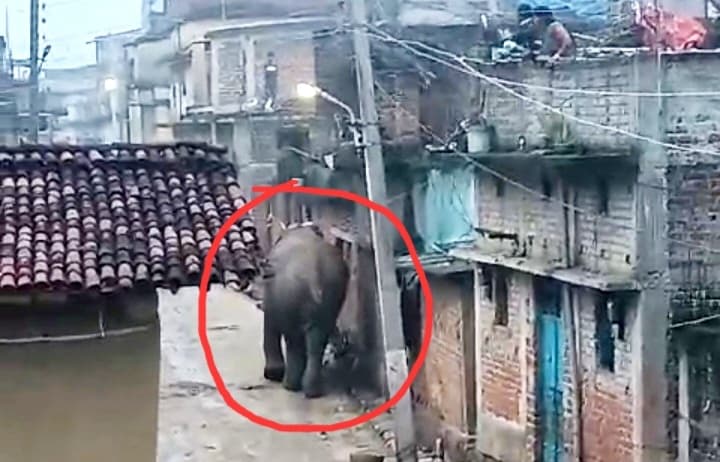 झुंड से बिछड़े हाथी के गांव में प्रवेश करने से ग्रामीणों में दहशत