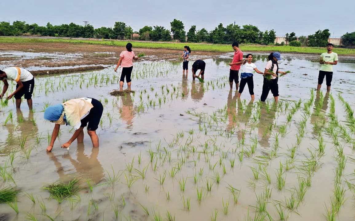 किसान के रूप में नजर आये सीयूएसबी के स्टूडेट्स, की धान की रोपनी