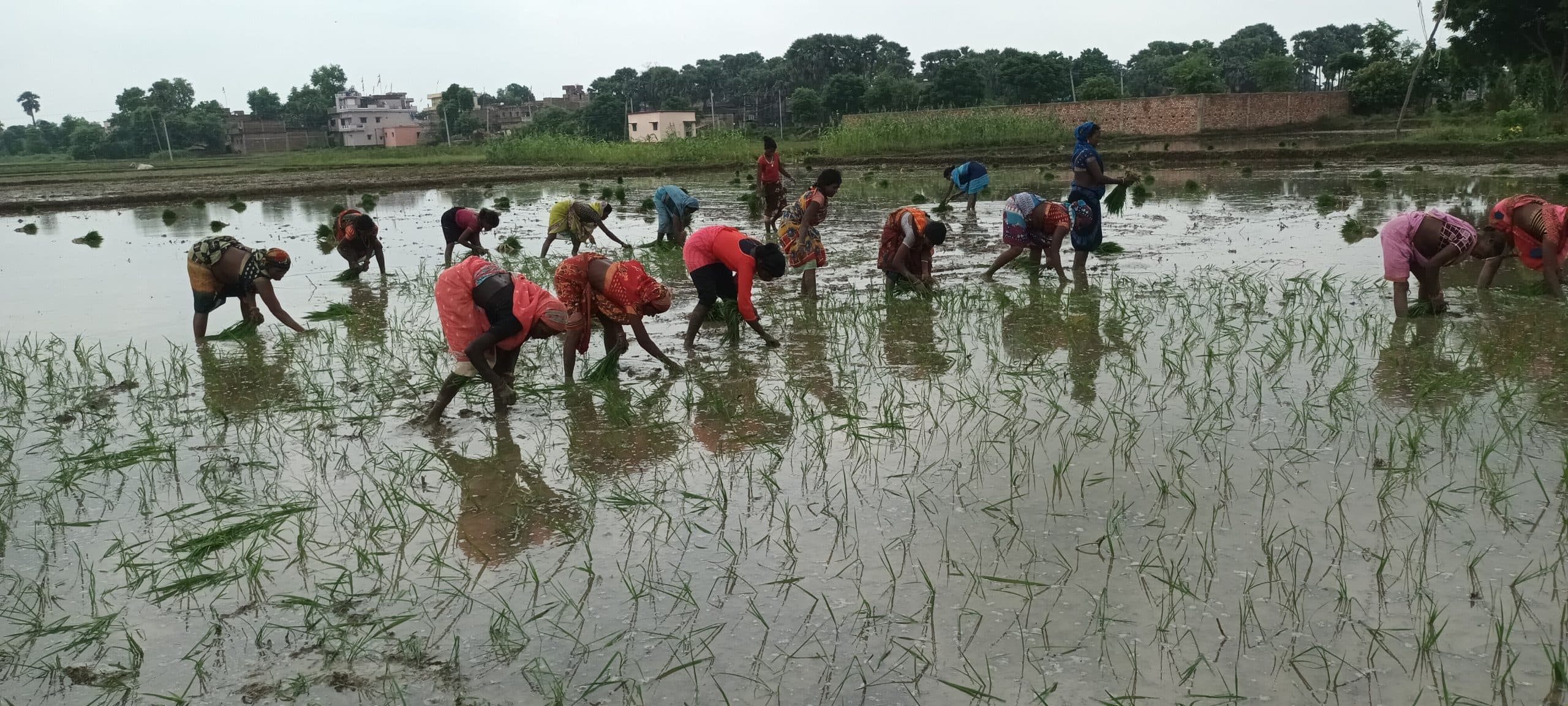 जिले में अब तक मात्र आठ प्रतिशत ही हुई धान की रोपनी