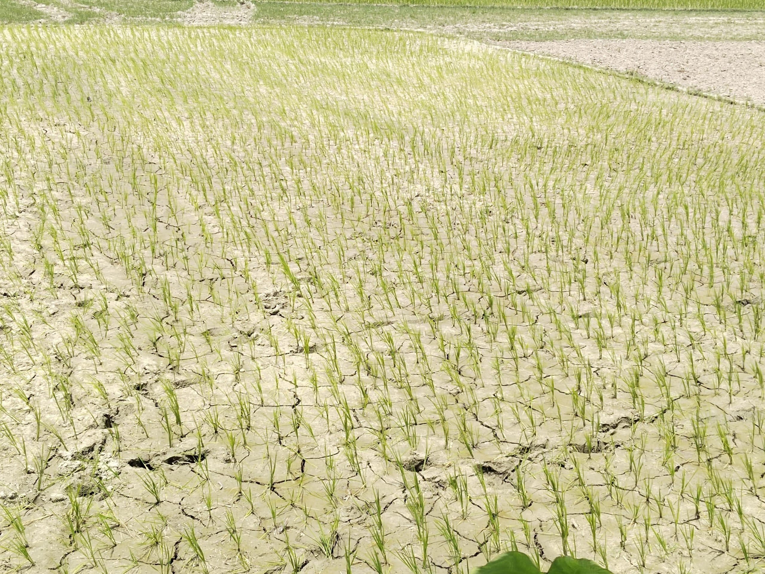 बारिश की कमी से धान के खेतों में पड़ने लगी दरारें
