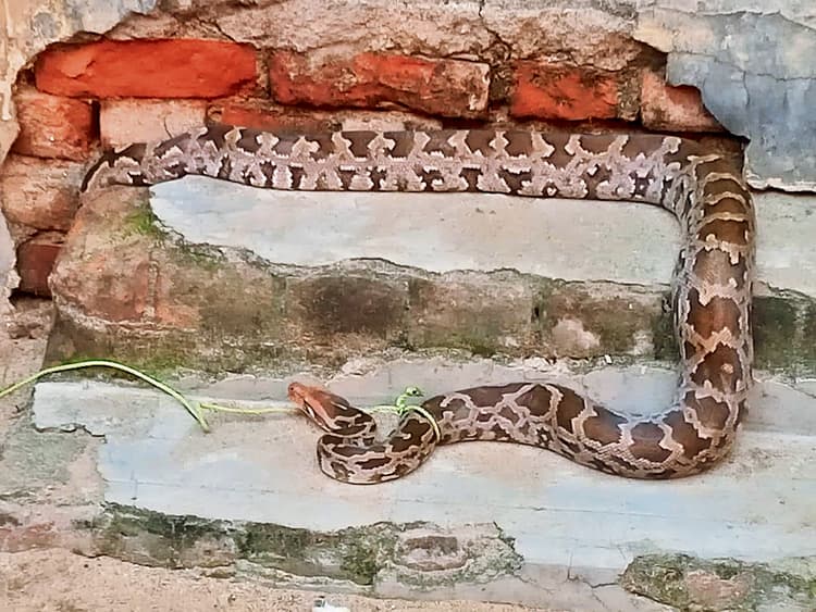 गया में निकला सात फुट का अजगर, ग्रामीणों ने जंगल में छोड़ा