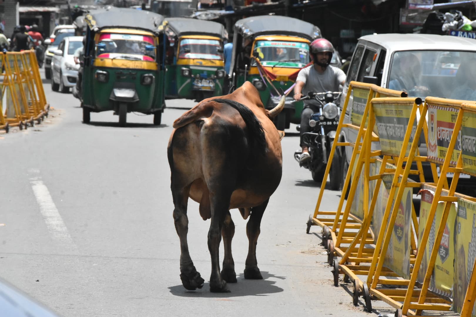 कभी भी आक्रामक हो जाते हैं सड़क पर विचरण करते सांड, राहगीरों को कर देते हैं घायल, पलट देते हैं वाहन