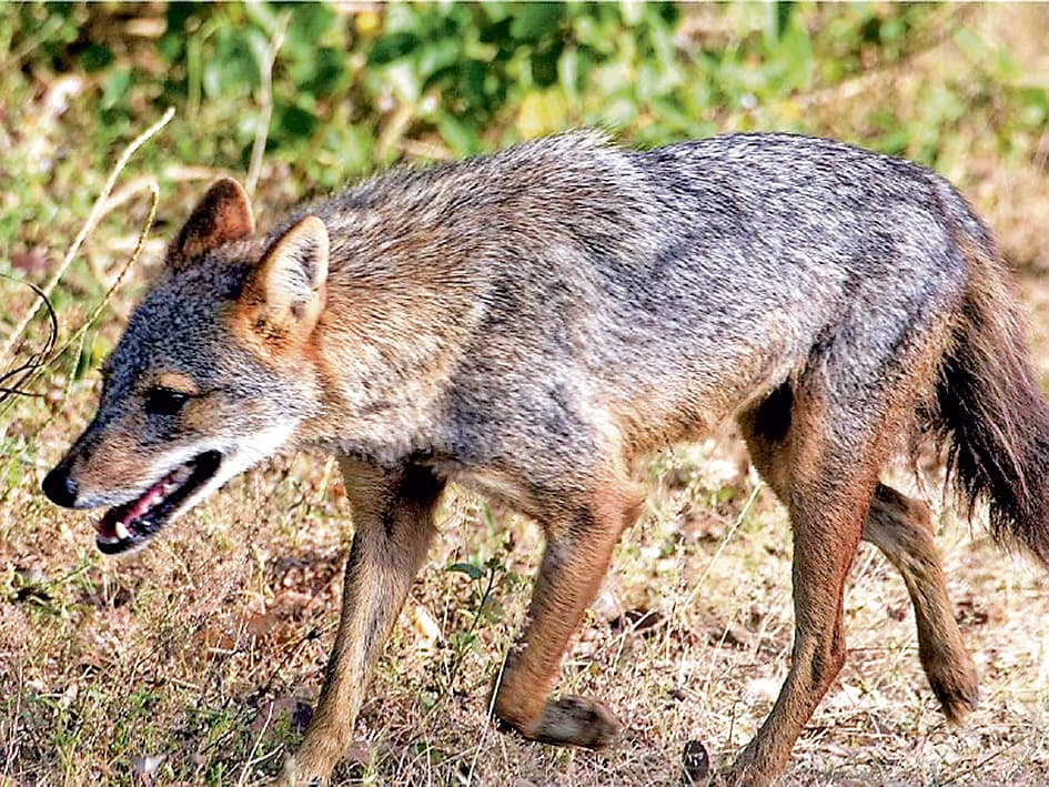 जनबहुल इलाकों में विचरने लगे हैं सियार