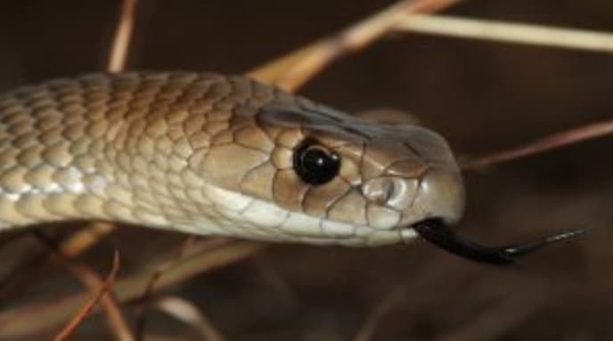 सांप के काटने पर झाड़-फूंक के चक्कर में न पड़ें, अस्पताल में करायें मरीज का इलाज