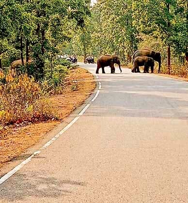 10 साल से फाइलों में अटका एलिफेंट कॉरिडोर का प्रस्ताव, जान-माल को नुकसान पहुंचा रहे हाथी