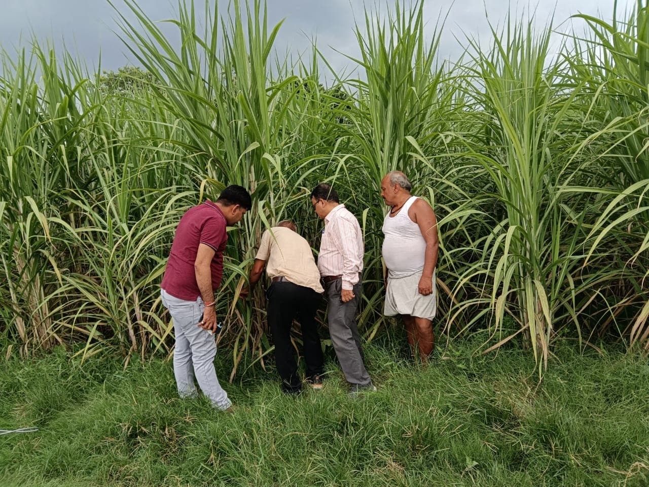 चीनी मिल के उप महाप्रबंधक गन्ना ने किया निरीक्षण