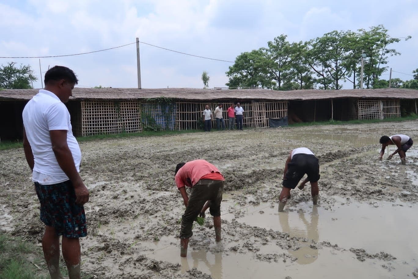 तकनीकी सहयोग से धान का किया गया प्रत्यारोपण
